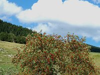 Sorbus aucuparia ssp aucuparia 13, Wilde lijsterbes, Saxifraga-Jan van der Straaten