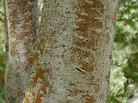 Sorbus aucuparia ssp aucuparia 9, Wilde lijsterbes, Saxifraga-Jan van der Straaten