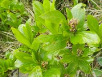 Sorbus chamaemespilus 5, Saxifraga-Rutger Barendse