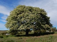 Sorbus intermedia 10, Zweedse lijsterbes, Saxifraga-Ed Stikvoort