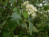 Sorbus intermedia 11, Zweedse lijsterbes, Saxifraga-Ed Stikvoort