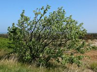 Sorbus intermedia 12, Zweedse lijsterbes, Saxifraga-Ed Stikvoort