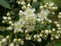 Sorbus intermedia 13, Zweedse lijsterbes, Saxifraga-Ed Stikvoort