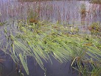 Sparganium angustifolium, Floating Bur-reed
