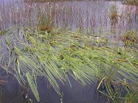 Sparganium angustifolium 1, Drijvende egelskop, Saxifraga-Peter Meininger