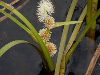 Sparganium angustifolium 18, Drijvende egelskop, Saxifraga-Ed Stikvoort