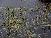 Sparganium angustifolium 19, Drijvende egelskop, Saxifraga-Ed Stikvoort