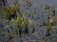 Sparganium angustifolium 21, Drijvende egelskop, Saxifraga-Ed Stikvoort