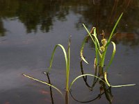 Sparganium angustifolium 3, Drijvende egelskop, Saxifraga-Hans Dekker