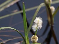 Sparganium angustifolium 4, Drijvende egelskop, Saxifraga-Hans Dekker