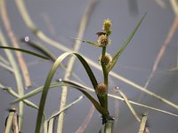 Sparganium angustifolium 5, Drijvende egelskop, Saxifraga-Hans Dekker