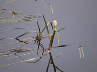 Sparganium angustifolium 6, Drijvende egelskop, Saxifraga-Hans Dekker