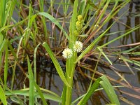 Sparganium emersum 1, Kleine egelskop, Saxifraga-Willem van Kruijsbergen