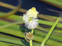 Sparganium emersum 11, Kleine egelskop, Saxifraga-Bart Vastenhouw