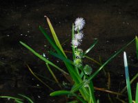 Sparganium emersum 12, Kleine egelskop, Saxifraga-Ed Stikvoort