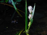 Sparganium emersum 13, Kleine egelskop, Saxifraga-Ed Stikvoort