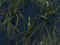 Sparganium emersum 17, Kleine egelskop, Saxifraga-Jan van der Straaten