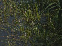 Sparganium emersum 18, Kleine egelskop, Saxifraga-Jan van der Straaten