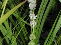 Sparganium emersum 5, Kleine egelskop, Saxifraga-Jasenka Topic