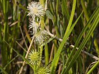 Sparganium emersum 7, Kleine egelskop, Saxifraga-Willem van Kruijsbergen