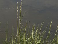 Spartina anglica 12, Engels slijkgras, Saxifraga-Willem van Kruijsbergen