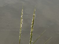 Spartina anglica 13, Engels slijkgras, Saxifraga-Willem van Kruijsbergen