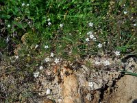 Spergula arvensis 11, Gewone spurrie, Saxifraga-Ed Stikvoort