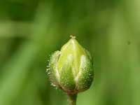 Spergula arvensis 18, Gewone spurrie, Saxifraga-Sonja Bouwman