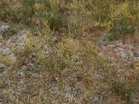 Spergula arvensis 4, Gewone spurrie, Saxifraga-Hans Boll