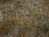 Spergula arvensis 5, Gewone spurrie, Saxifraga-Hans Boll