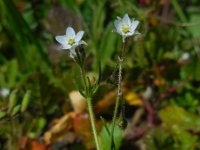 Spergula arvensis 9, Gewone spurrie, Saxifraga-Ed Stikvoort