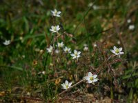 Spergula arvensis 10, Gewone spurrie, Saxifraga-Ed Stikvoort