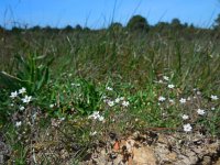 Spergula arvensis 12, Gewone spurrie, Saxifraga-Ed Stikvoort