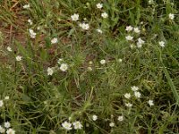 Spergula arvensis 13, Gewone spurrie, Saxifraga-Ed Stikvoort