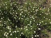 Spergula arvensis 14, Gewone spurrie, Saxifraga-Jan van der Straaten