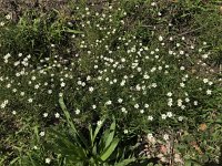 Spergula arvensis 15, Gewone spurrie, Saxifraga-Jan van der Straaten