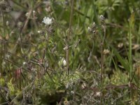 Spergula arvensis 16, Gewone spurrie, Saxifraga-Willem van Kruijsbergen