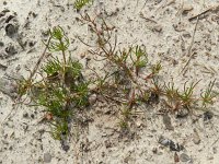 Spergula arvensis 6, Gewone spurrie, Saxifraga-Rutger Barendse