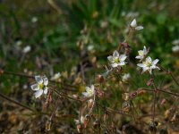 Spergula arvensis 8, Gewone spurrie, Saxifraga-Ed Stikvoort