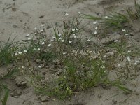 Spergula morisonii 2, Heidespurrie, Saxifraga-Willem van Kruijsbergen
