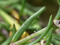 Spergularia marina 4, Zilte schijnspurrie, Saxifraga-Sonja Bouwman  912. Zilte schijnspurrie - Spergularia salina - Caryophyllaceae familie (i)