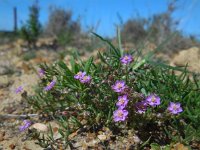 Spergularia purpurea 4, Saxifraga-Ed Stikvoort