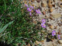 Spergularia purpurea 5, Saxifraga-Ed Stikvoort