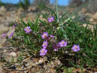 Spergularia purpurea 6, Saxifraga-Ed Stikvoort
