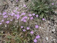 Spergularia purpurea 7, Saxifraga-Michiel Drok