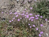 Spergularia purpurea 8, Saxifraga-Michiel Drok