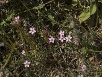 Spergularia rubra 12, Rode schijnspurrie, Saxifraga-Willem van Kruijsbergen