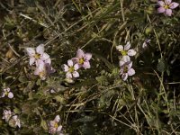 Spergularia rubra 13, Rode schijnspurrie, Saxifraga-Jan van der Straaten