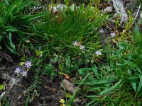Spergularia rubra 29, Rode schijnspurrie, Saxifraga-Ed Stikvoort