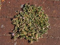 Spergularia rubra 41, Rode schijnspurrie, Saxifraga-Ed Stikvoort